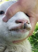 Image result for Scabby Mouth Vaccination