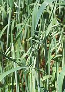 Image result for Oatmeal Plant