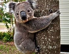 Image result for Los Koalas