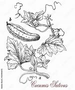 Image result for Cucumber Plant