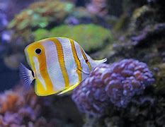 Image result for Saltwater Tank Butterfly Fish Species