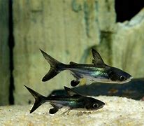 Image result for Sharks for Marine Aquarium