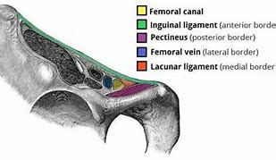 Image result for femoral canal function