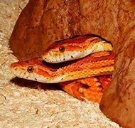 Image result for Corn Snake Age Chart