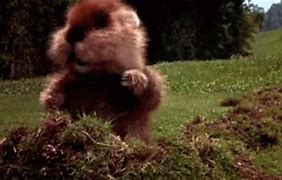 Image result for Caddyshack Gopher Scene