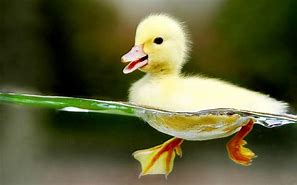 Image result for Duck PFP