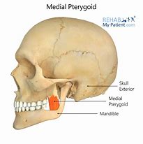 Image result for Pterygoid Plate