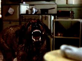 Image result for Cujo Dog Suit Pic