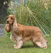 Image result for Small Cocker Spaniel Breeds