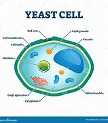 Image result for Yeast Structure Diagram