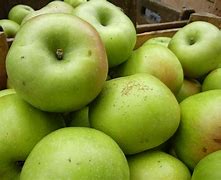 Image result for Rhode Island State Fruit