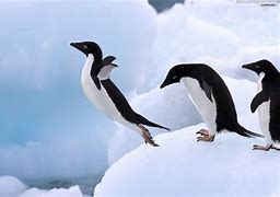 Image result for Penguin Laptop Wallpaper