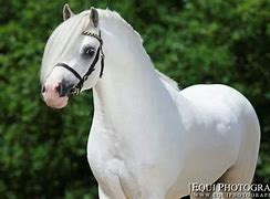 Image result for Beige Welsh Pony