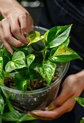 Image result for Plants That Love Coffee Grounds