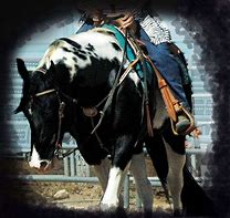 Image result for Paint Horse Barrel Racing