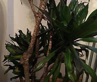 Image result for Dracaena Leaves Gone Pale