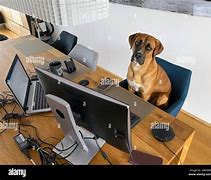 Image result for Red Dog PC