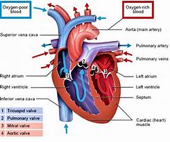 Image result for Left Atrium Anatomy