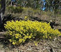 Image result for Dwarf Yellow Shrubs