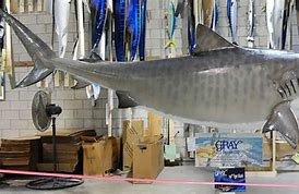 Image result for Shark Mount