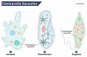 Image result for Amoeba Food Vacuole