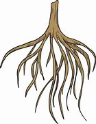 Image result for Roots ClipArt