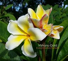 Image result for Vishnu Gold Plumeria