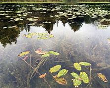 Image result for Pond Weeds Identification