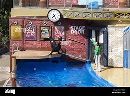 Image result for SeaWorld Sea Lion Show