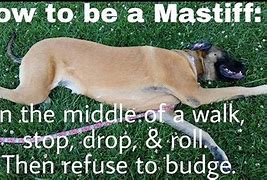 Image result for Mastiff Memes