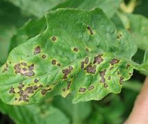 Image result for Bacterial Leaf Spot