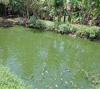 Image result for Kolam Di R Tamu