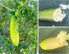 Image result for Citrus Australasica Finger Lime