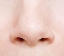 Image result for Human Hawk Nose Front View