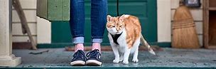 Image result for Oa Cat