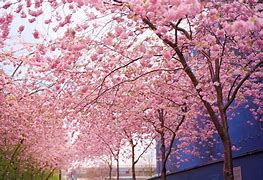 Image result for Cherry Blossom Wallpaper Desktop