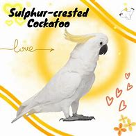 Image result for sulphur crested cockatoo habitat