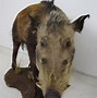 Image result for African Bushpig