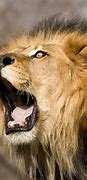 Image result for Male Lion Roar