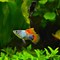 Image result for Platy Fish Life Cycle