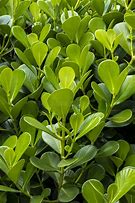 Image result for Japanese Boxwood Bush