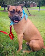 Image result for Pug Boxer Mix