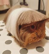 Image result for Guinea Pig Sonic Style