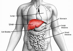 Image result for Liver