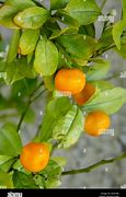 Image result for Kumquat Fruit Tree Fertilizer