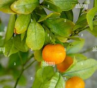 Image result for Kumquat Citrus Fruit Tree