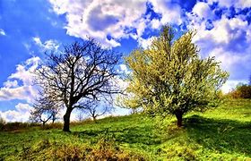 Image result for Dry and Green Tree