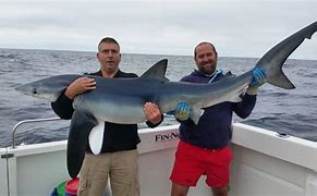 Image result for Shark-Fishing