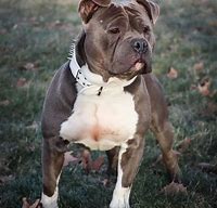 Image result for Blue Nose PitBull