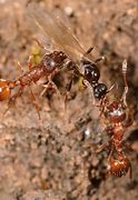 Image result for Ant Medication